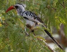 Western Red-billed Hornbill