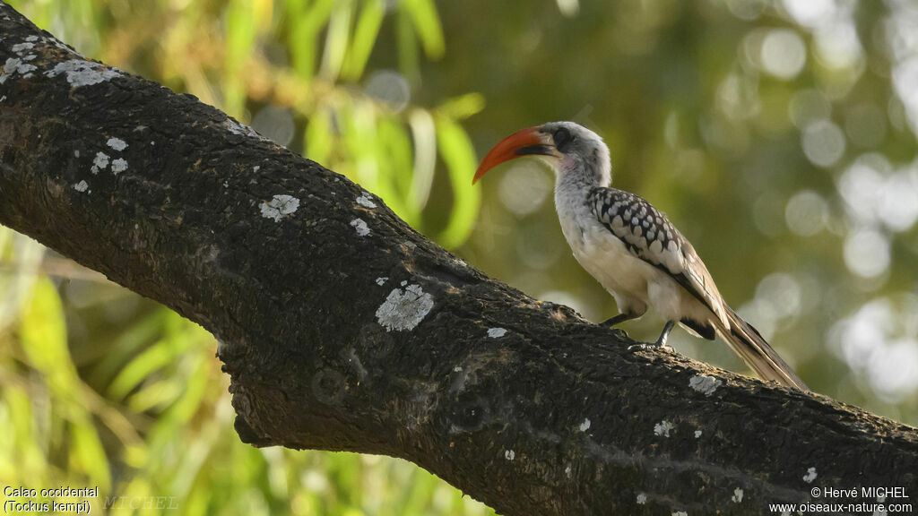 Western Red-billed Hornbill