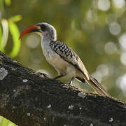 Western Red-billed Hornbill