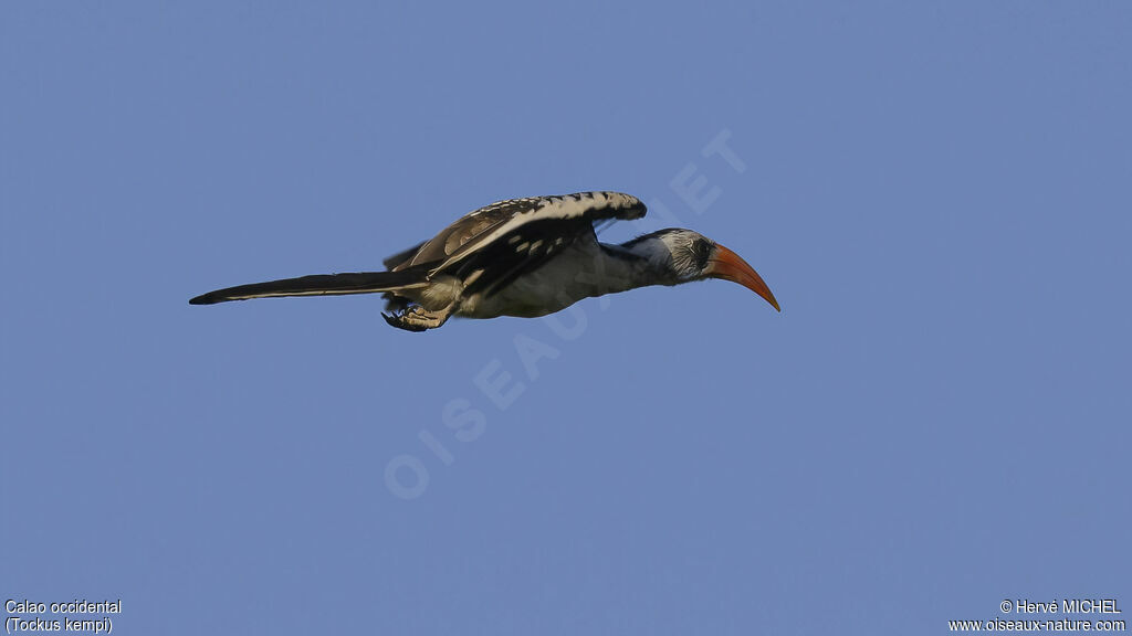 Western Red-billed Hornbill