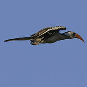 Western Red-billed Hornbill