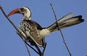 Western Red-billed Hornbill