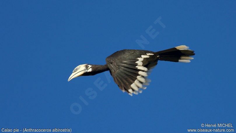 Oriental Pied Hornbill