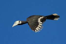 Oriental Pied Hornbill