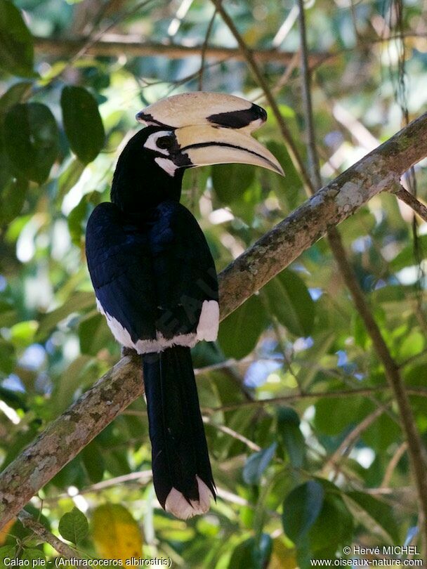 Oriental Pied Hornbill male adult