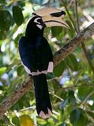 Oriental Pied Hornbill