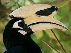 Oriental Pied Hornbill