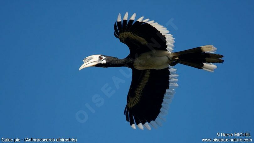 Oriental Pied Hornbill