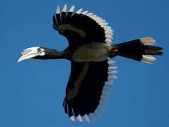 Oriental Pied Hornbill