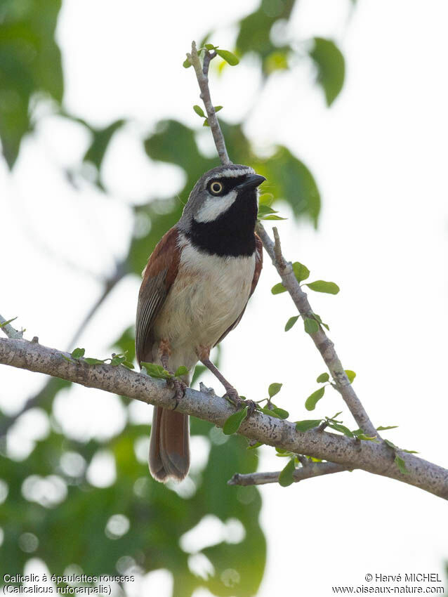 Red-shouldered Vangaadult