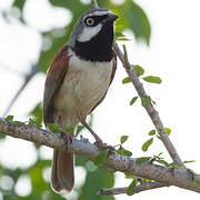 Red-shouldered Vanga