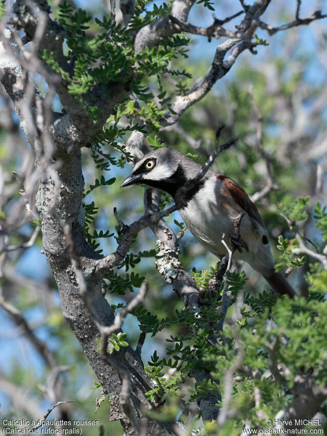 Red-shouldered Vanga