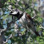 Red-shouldered Vanga