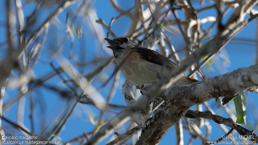 Red-tailed Vanga