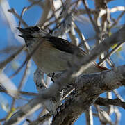 Red-tailed Vanga