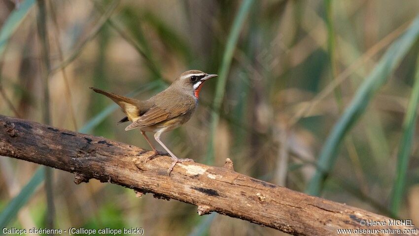 Siberian Rubythroat (beicki) male adult