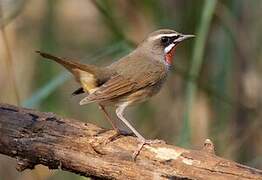 Siberian Rubythroat (beicki)