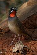 Siberian Rubythroat (beicki)