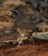 Siberian Rubythroat (beicki)