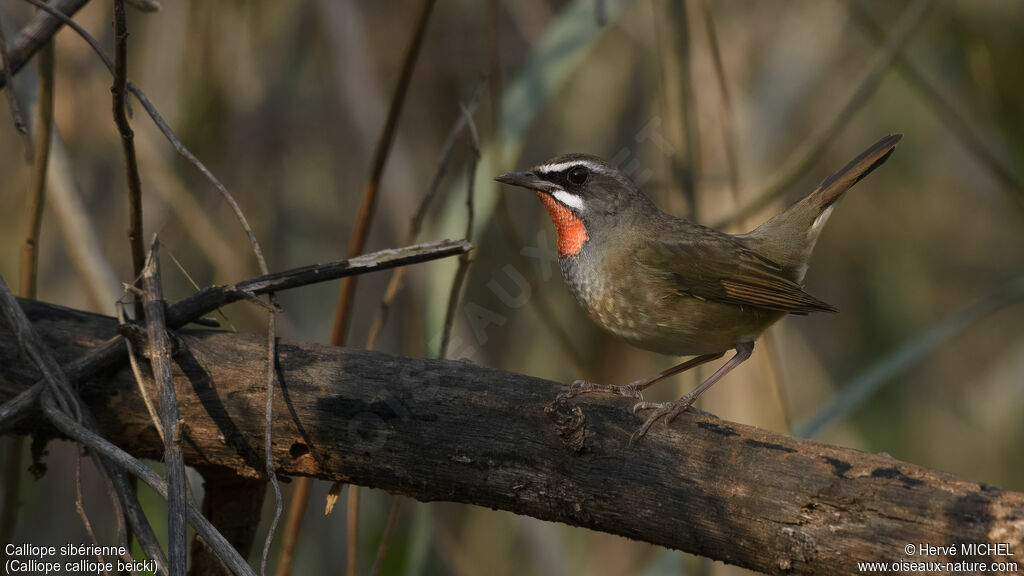 Siberian Rubythroat (beicki)