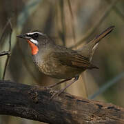 Siberian Rubythroat (beicki)