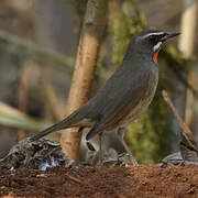 Siberian Rubythroat (beicki)