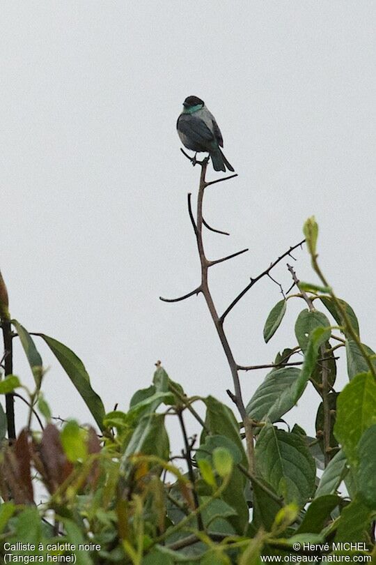 Black-capped Tanageradult