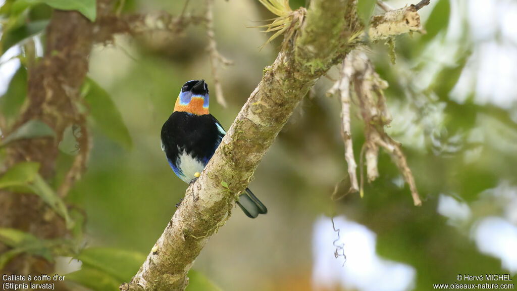 Golden-hooded Tanager