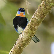 Golden-hooded Tanager