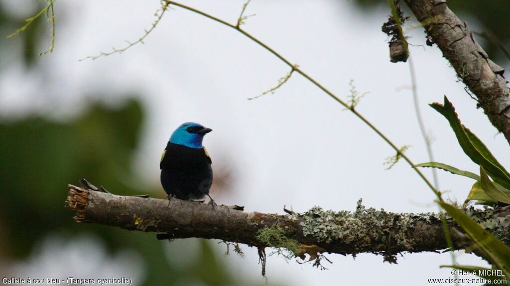 Blue-necked Tanager