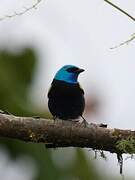 Blue-necked Tanager