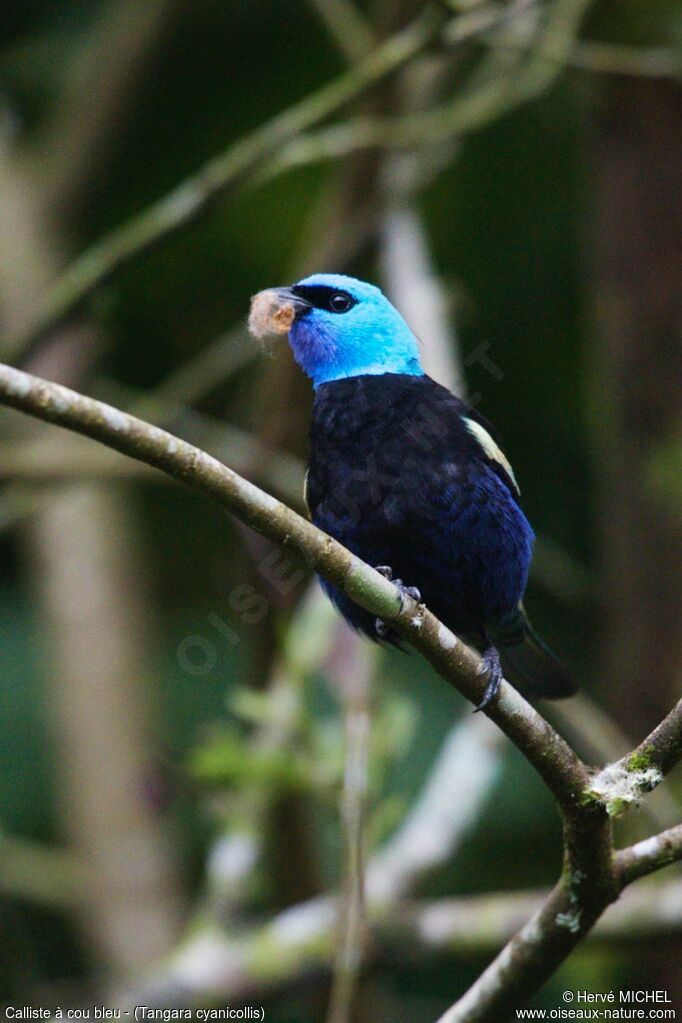 Blue-necked Tanager