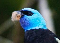 Blue-necked Tanager