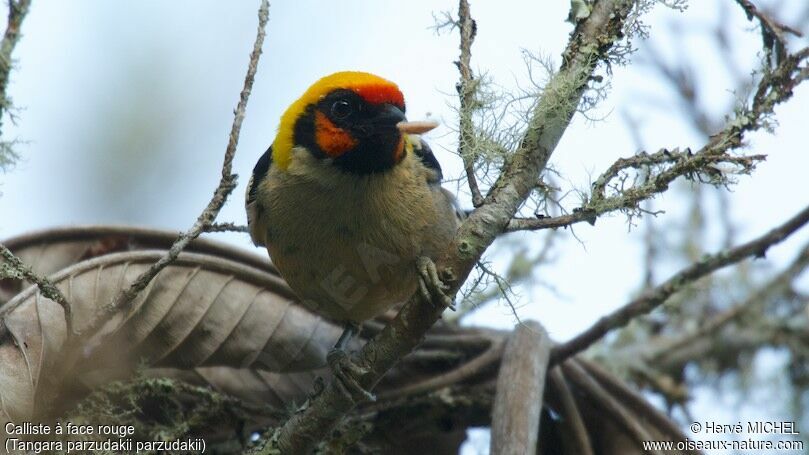 Flame-faced Tanageradult