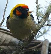 Flame-faced Tanager