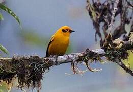 Golden Tanager