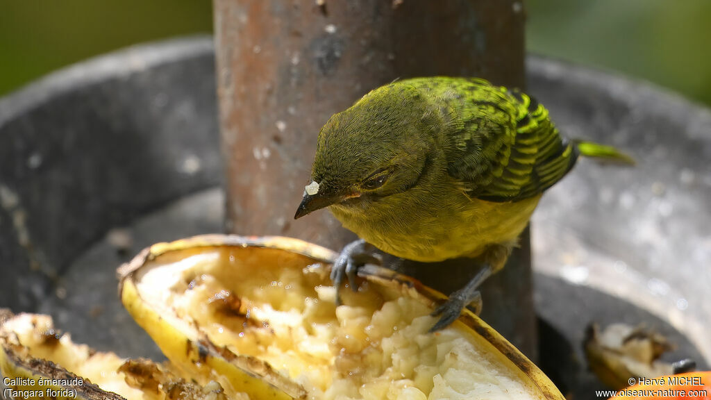 Emerald Tanager