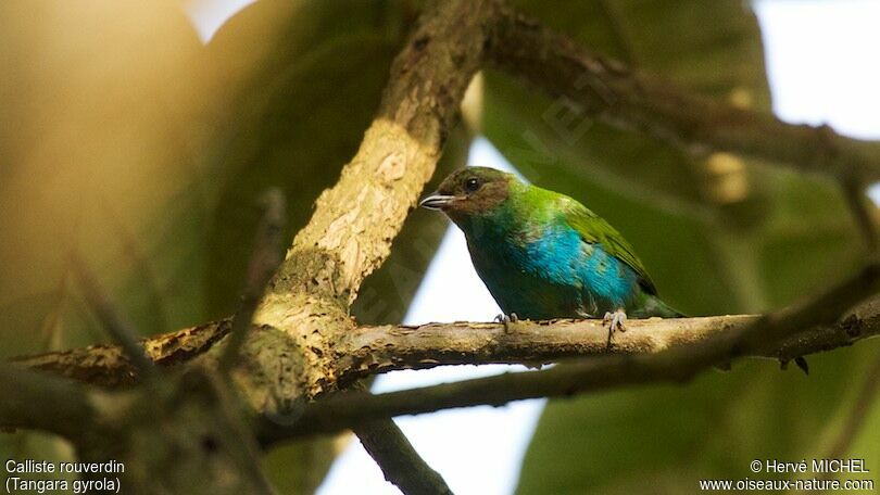 Bay-headed Tanager male immature