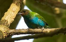 Bay-headed Tanager