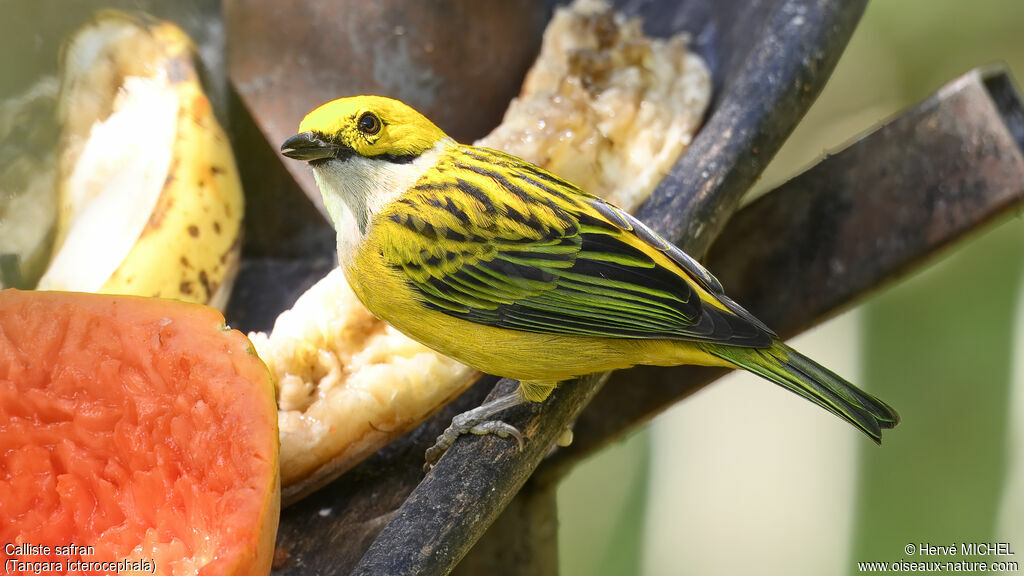 Silver-throated Tanager