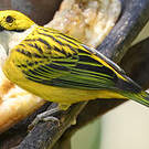 Calliste safran