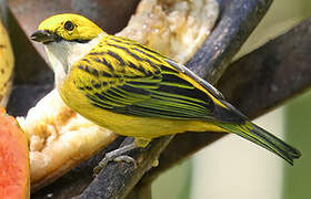 Silver-throated Tanager