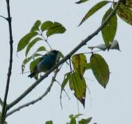 Metallic-green Tanager