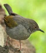 Grey-backed Camaroptera