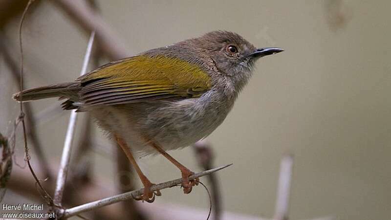 Grey-backed Camaropteraadult breeding, identification