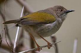 Grey-backed Camaroptera