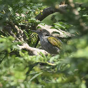 Grey-backed Camaroptera