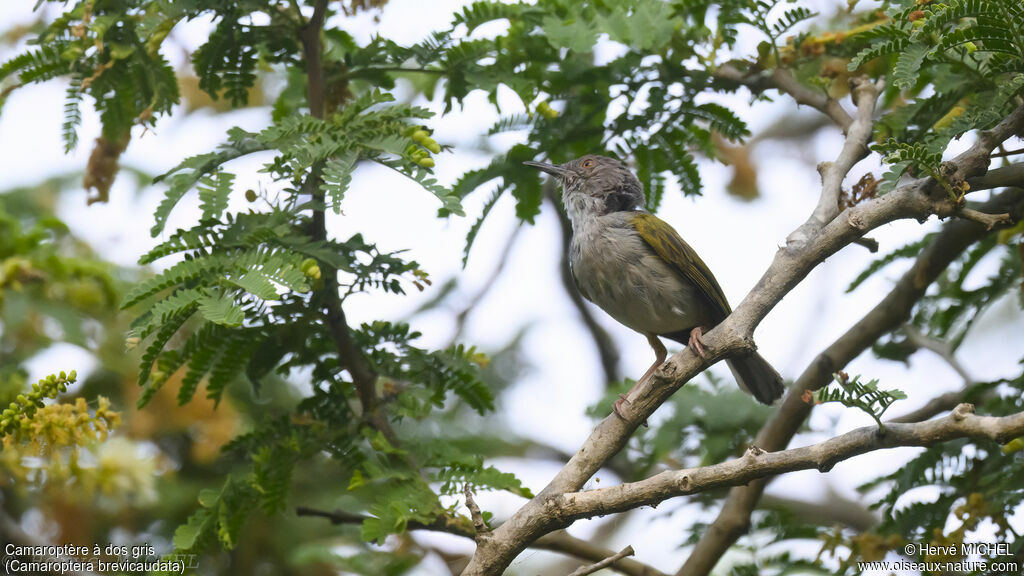 Camaroptère à dos gris