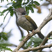 Grey-backed Camaroptera