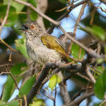 Camaroptère à tête grise